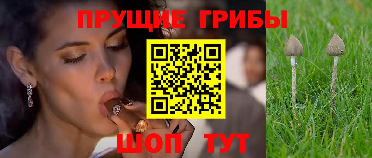 Галлюциногенные грибы GOLDEN TEACHER Волгодонск